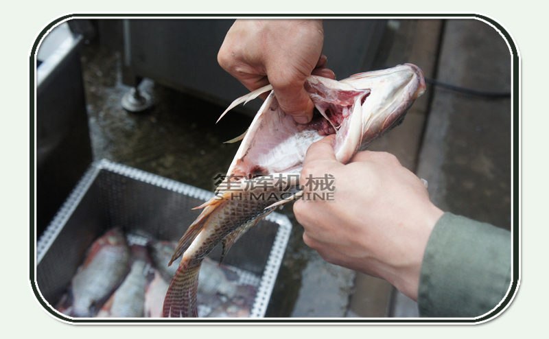 إنتاج الأسماك