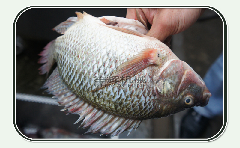 السمك الأنظف