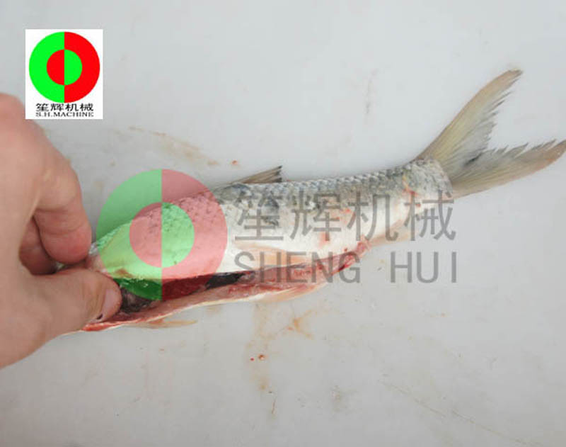 السمك على الانترنت