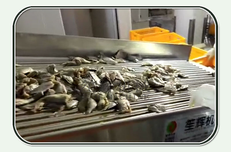 خط انتاج الاسماك