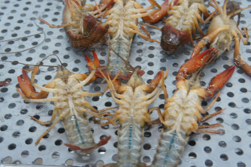 آلات الغذاء