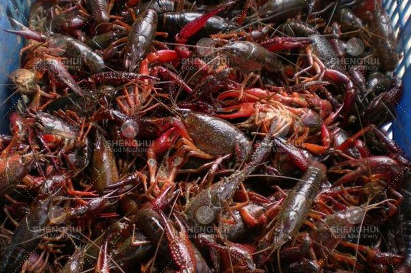 أسقلوب غسالة