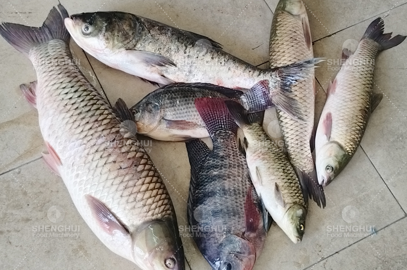 آلة تنظيف الأسماك (3)