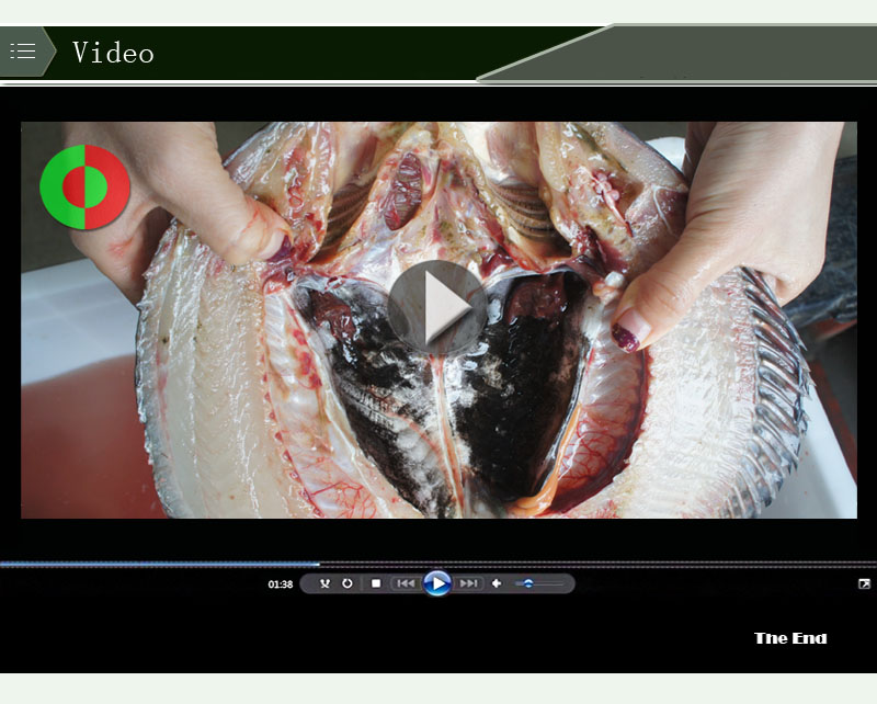 فيليه السمك آلة