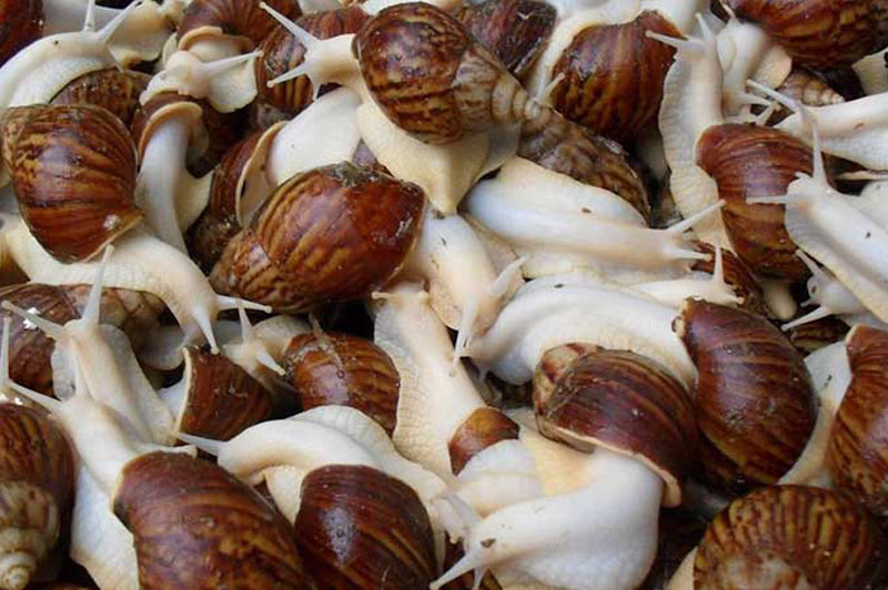 الحلزون غسالة