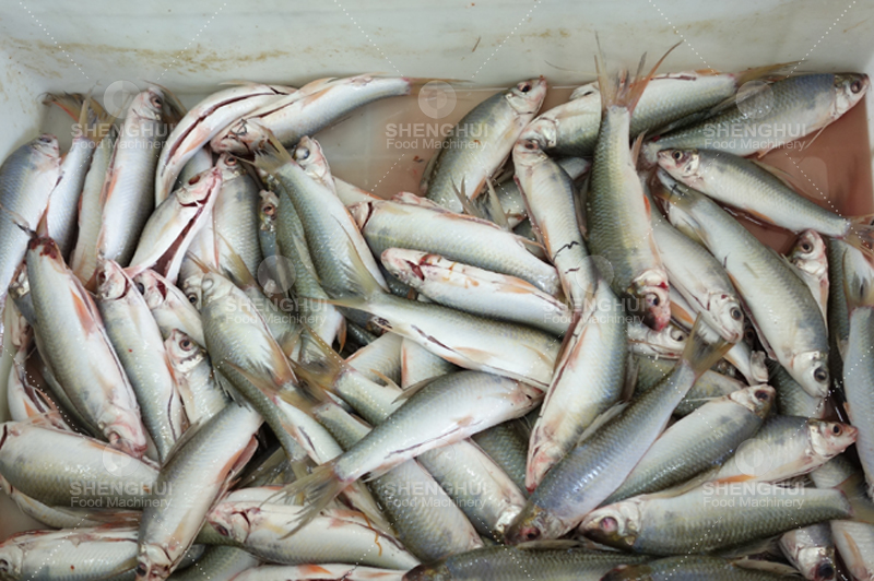 صيد السمك آلة1