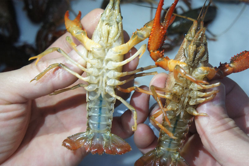 بالموجات فوق الصوتية الأنظف1