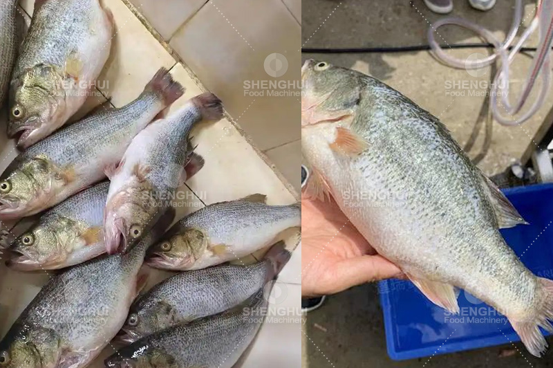 آلة إزالة قشور السمك (4)