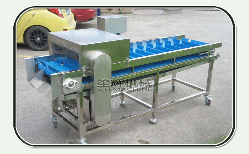 رأى آلة قطع آلة الغذاء آلة شينغي السمك